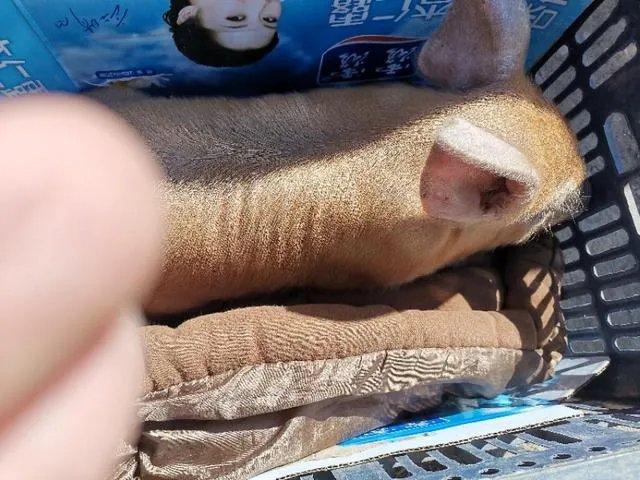 野猪是保护动物国家禁止猎杀,可是农民种的庄稼经常被糟蹋该怎么办?