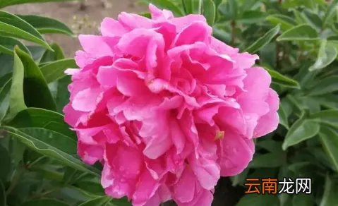 芍药花多少钱一支