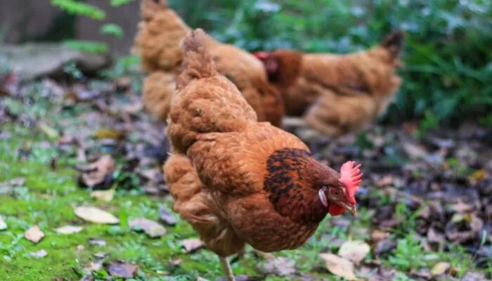 公鸡为什么能报晓