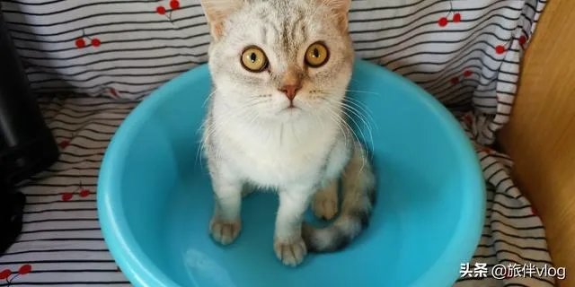 房车旅行可以带猫吗？为什么？