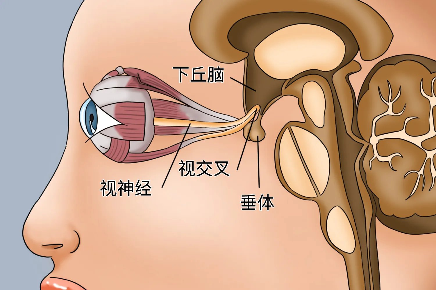 视神经在哪个位置图片