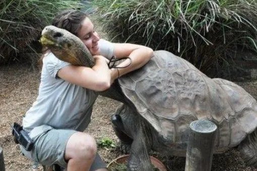 世界上最大的海龟是什么龟