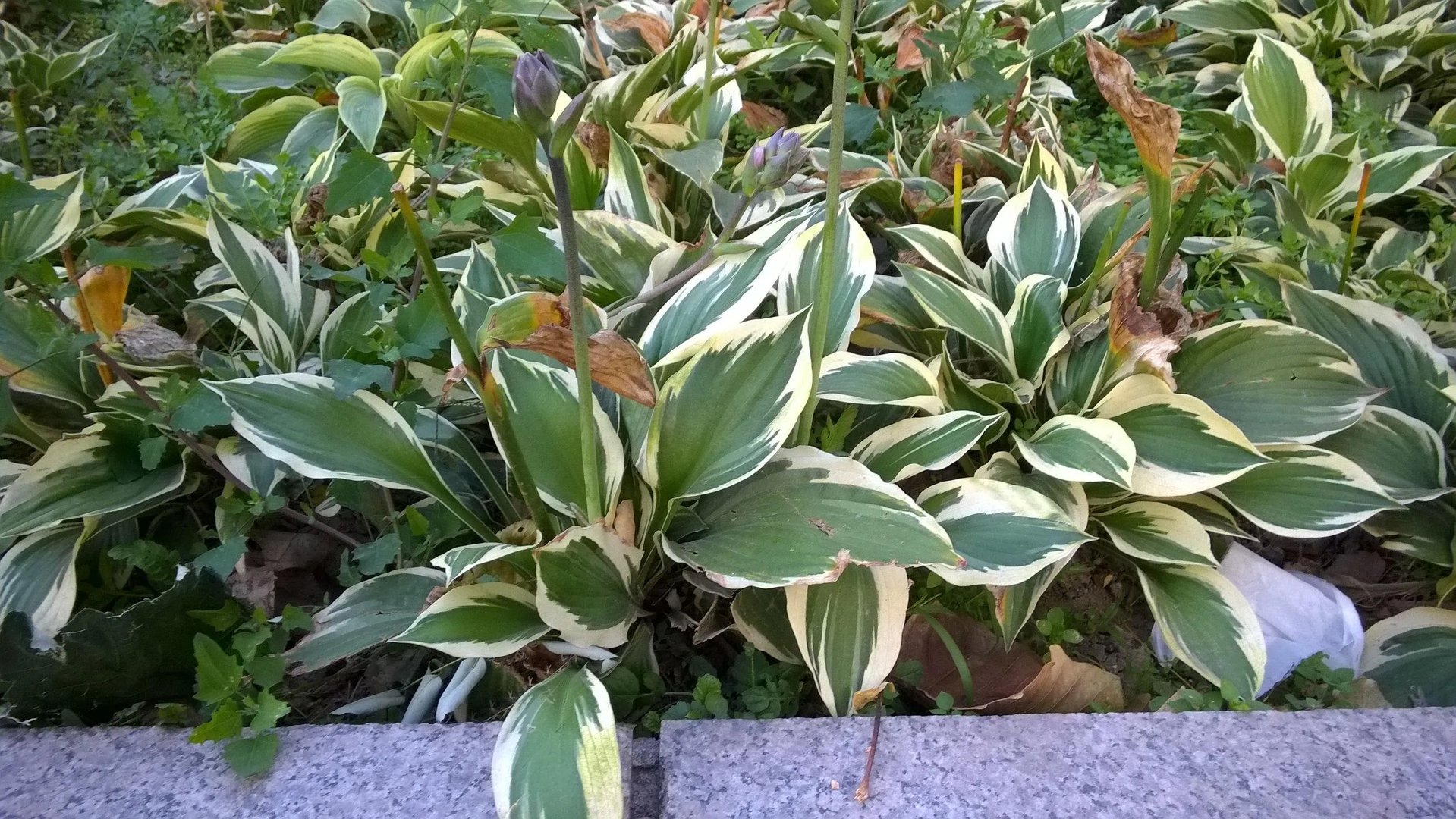 昔日巨头遗作 诺基亚WP8.1版Lumia 830评测