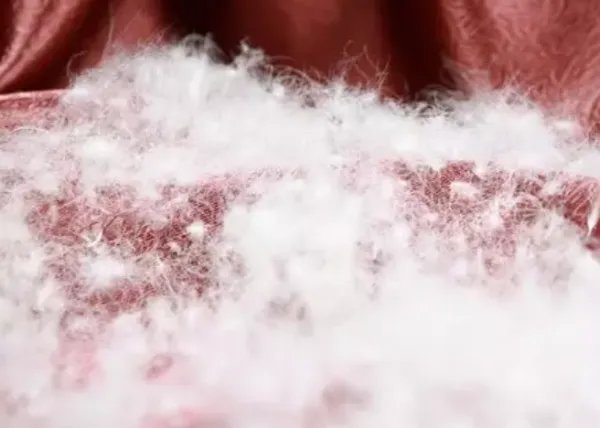 羽绒服里面的白鸭绒和灰鸭绒有什么区别?哪个更好?