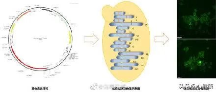 天津大学出的新型冠状病毒口服疫苗是否真的有效？