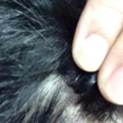 突然掉头发很厉害什么原因