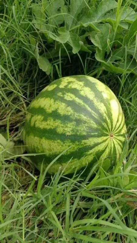 非洲吉布提的荒漠里种出了大西瓜，中国解放军功不可没