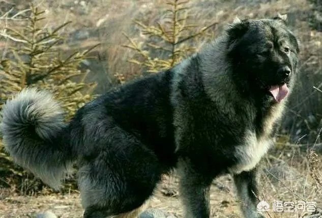 对主人忠诚的狗狗有哪些？