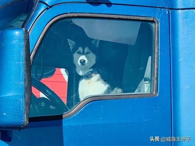 房车旅行可以带猫吗？为什么？