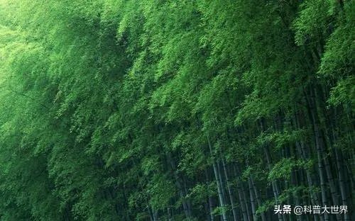 为什么有人说竹子不是树呢?竹子到底是树还是草?