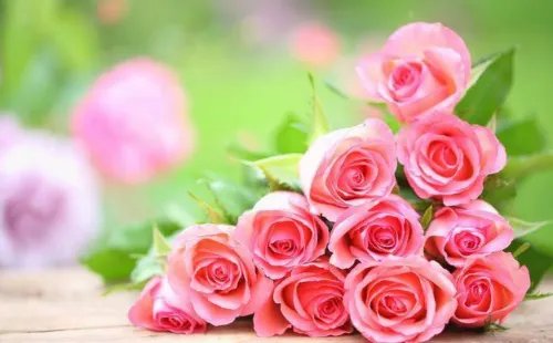 6朵玫瑰花代表什么意思 男人送6朵玫瑰花好吗