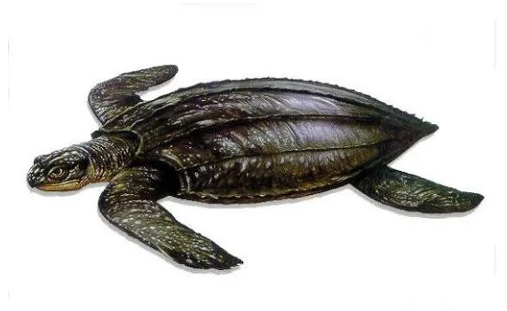 世界上最大的海龟是什么龟