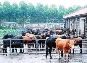 中国畜牧网养牛前景分析