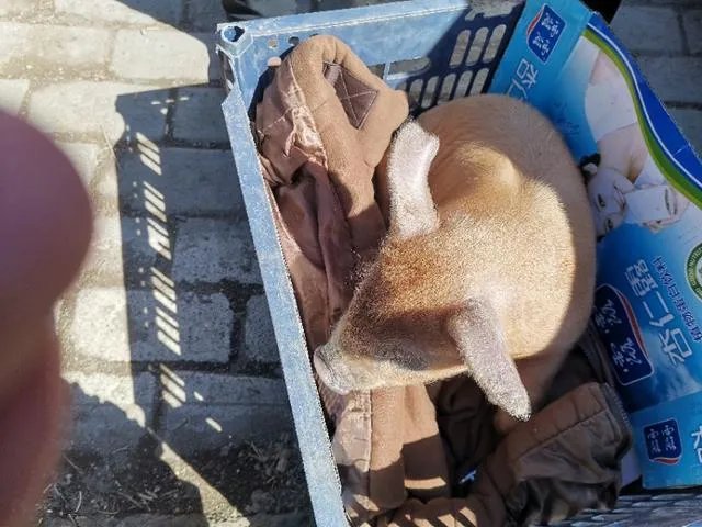 野猪是保护动物国家禁止猎杀,可是农民种的庄稼经常被糟蹋该怎么办?