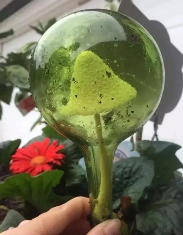 热带雨林惊现鲸鱼尸骨!27张千年一遇的神奇巧合照片