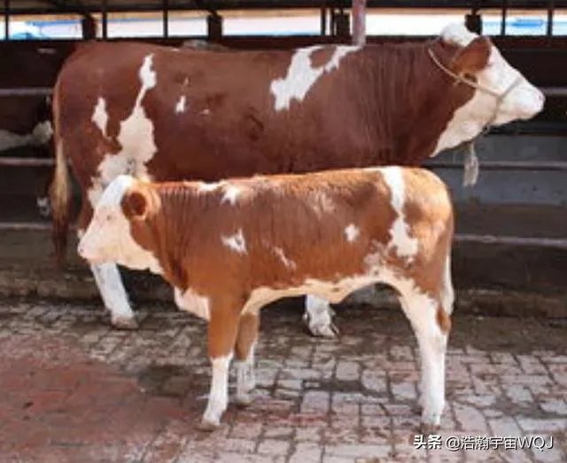 中国畜牧网养牛前景分析