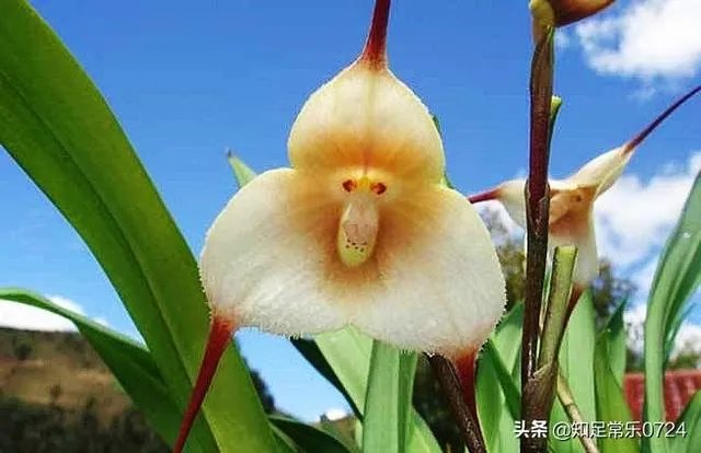 小龙兰需要春化吗？