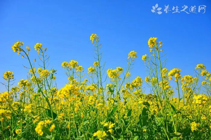 六月六日芒种 芒种是什么意思