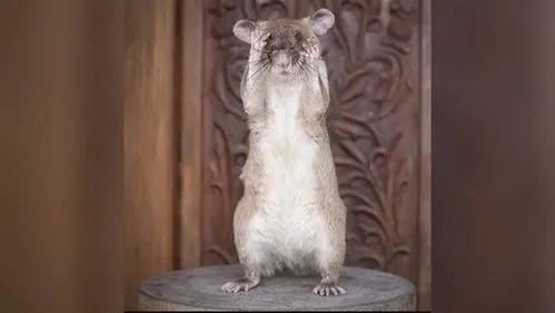 非洲巨鼠嗅出39枚地雷获奖章，老鼠也能排雷吗？