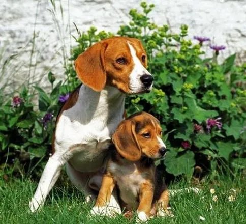 怎样训练狗狗讲规矩呀？