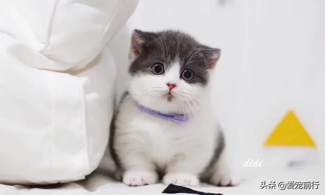 想养只小宠物具体哪个更适合家养？