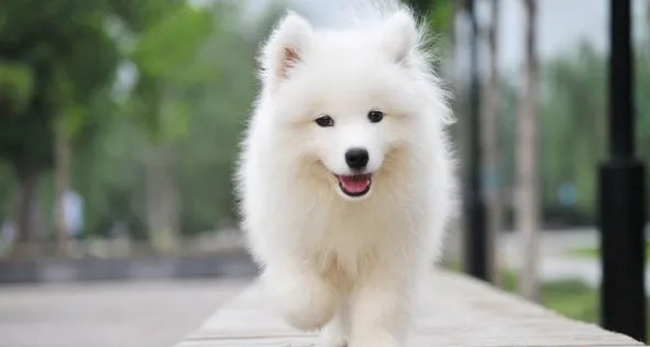 银狐犬和萨摩耶哪个贵?