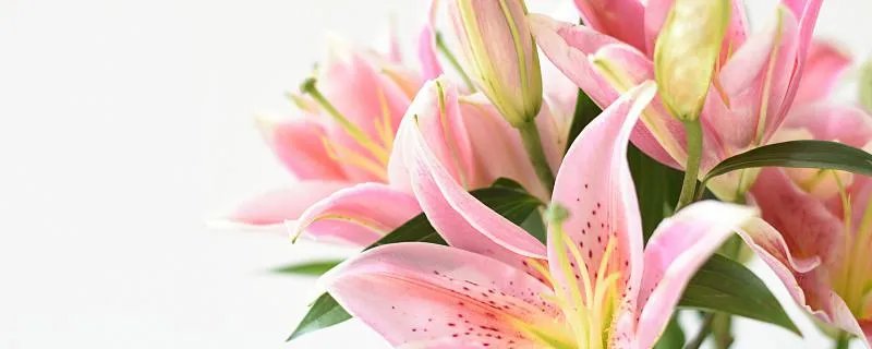 梦见花朵是什么意思 梦见花朵好不好