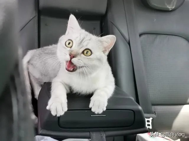 房车旅行可以带猫吗？为什么？