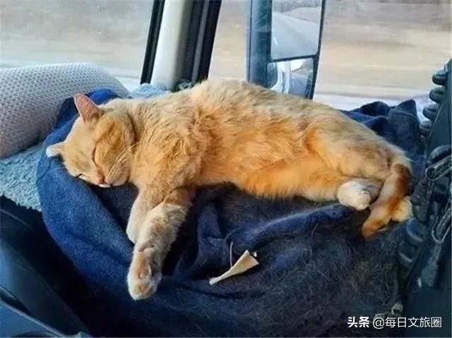 房车旅行可以带猫吗？为什么？