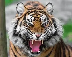 动物园老虎吃人事件频发生,老虎真的没“人性”么?