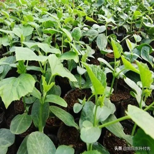 如何培育嫁接黄瓜苗？