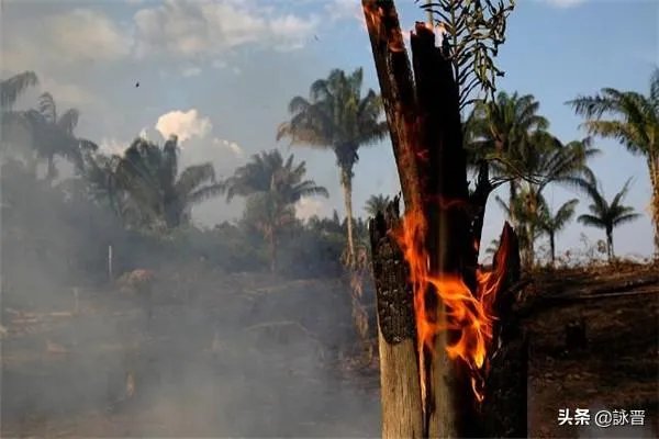 为什么亚马逊雨林会燃烧?这为何是一个大问题?