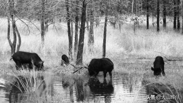 野猪是保护动物国家禁止猎杀,可是农民种的庄稼经常被糟蹋该怎么办?