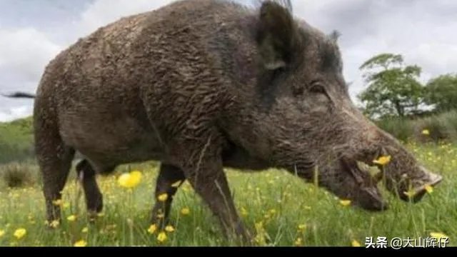 野猪是保护动物国家禁止猎杀,可是农民种的庄稼经常被糟蹋该怎么办?