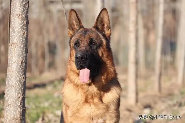 对主人忠诚的狗狗有哪些？