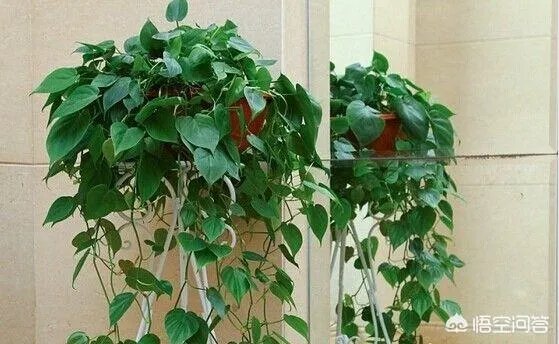 室内除甲醛公司对除甲醛有帮助吗？