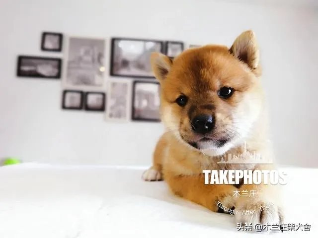 想养只小宠物具体哪个更适合家养？