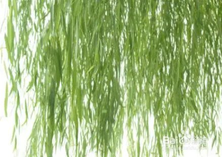 怎样才能学好理发