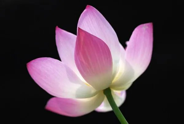 百年古莲复活开花 古莲子为何生存百年还能开花