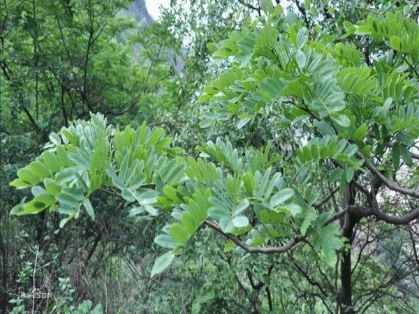 滇黔黄檀的介绍