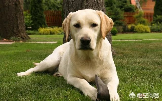 对主人忠诚的狗狗有哪些？