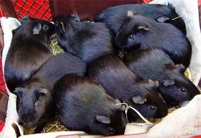 黑豚养殖，有大量的黑豚怎么养殖？