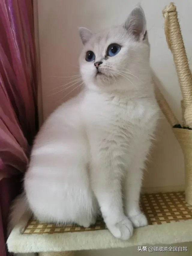 房车旅行可以带猫吗？为什么？