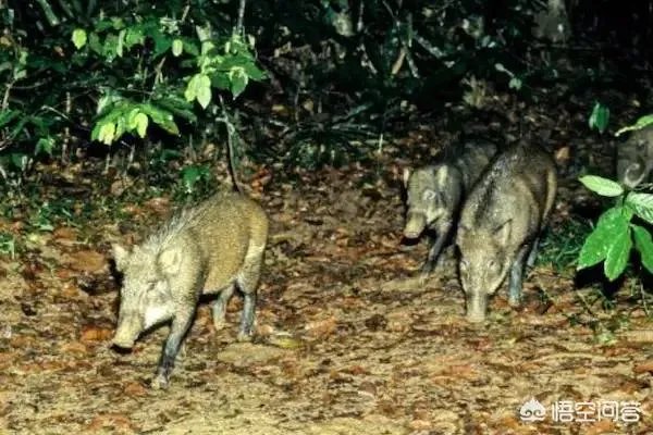 野猪是保护动物国家禁止猎杀,可是农民种的庄稼经常被糟蹋该怎么办?