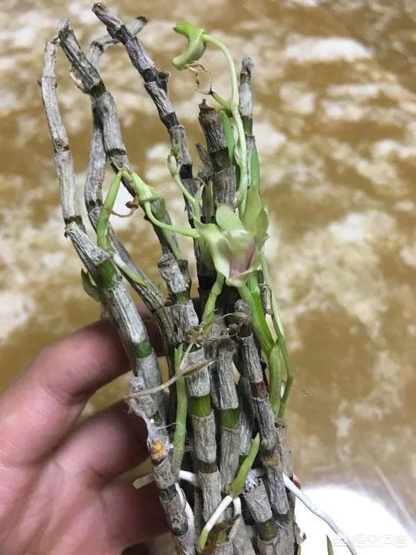 石斛的保存方法各位知道吗?