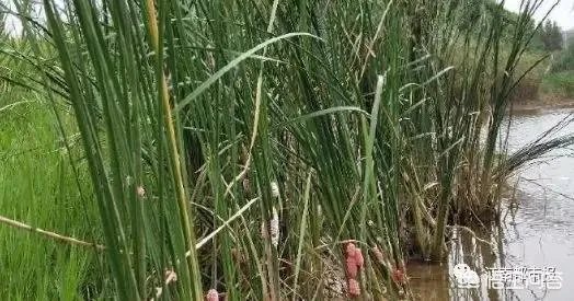 你怎么看南昌市民争相到公园打捞福寿螺这个事？这个有毒吗？