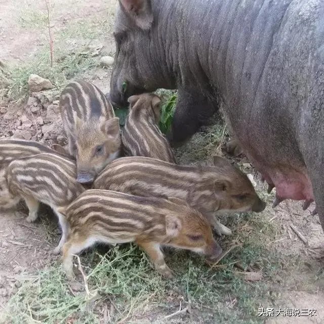 野猪是保护动物国家禁止猎杀,可是农民种的庄稼经常被糟蹋该怎么办?