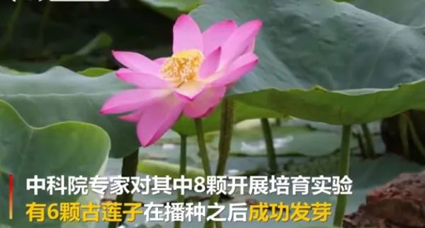 百年古莲复活开花 古莲子为何生存百年还能开花