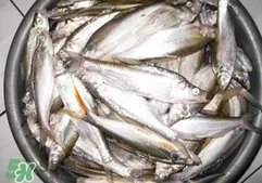 翘壳是什么鱼?翘壳鱼多少钱一斤2017?