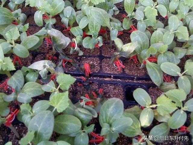 如何培育嫁接黄瓜苗？